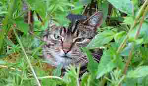 Photo: 'Tiggy' in the undergrowth